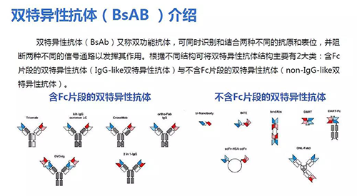 双特异性抗体(BsAB)介绍