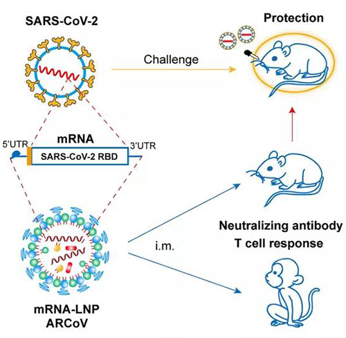 脂质纳米颗粒mRNA疫苗-(mRNA-LNP).jpg 脂质纳米颗粒mRNA疫苗-(mRNA-LNP).jpg