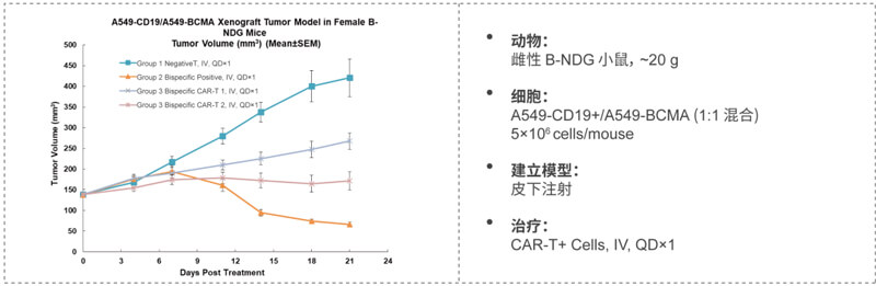 双特异性CAR-T药效研究：CD19-BCMA.jpg