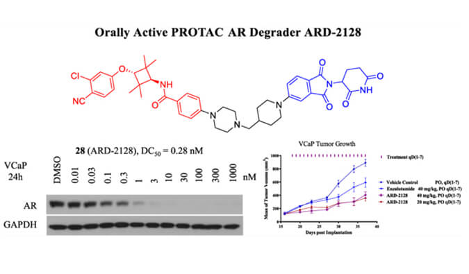 ARD-2128是一种PROTAC AR降解剂，具有出色的血浆和微粒体稳定性，体外稳定性和PK研究通过AG真人国际(中国)官方官网进行